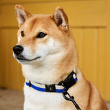 HAY Design - Dogs Collar Flat M/L - vitruta