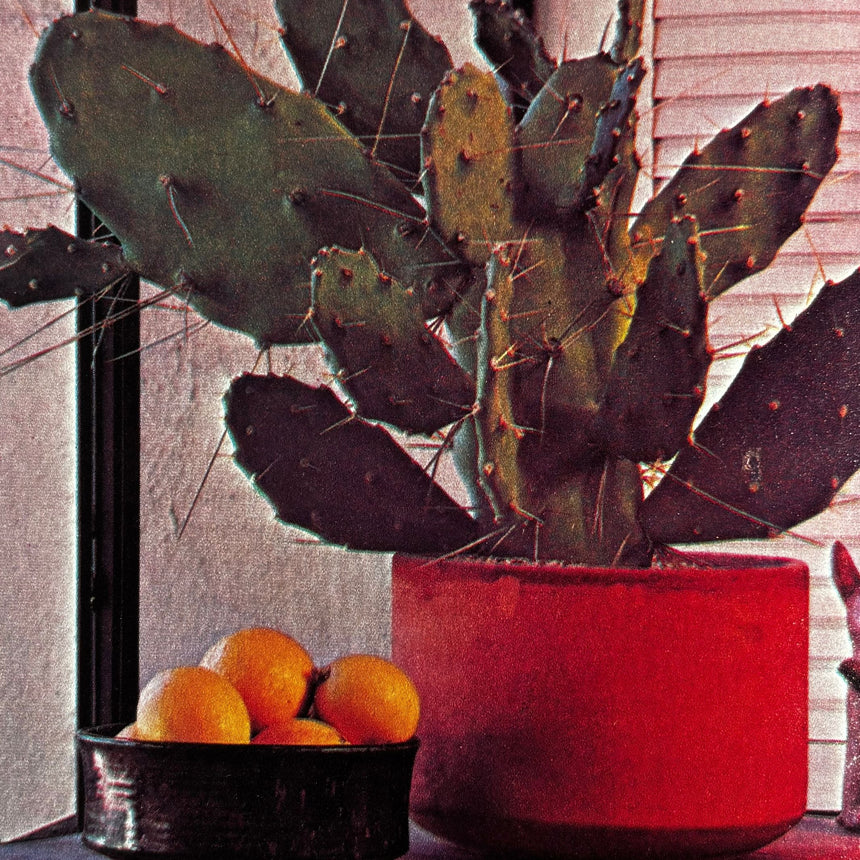 Pestil Books for vitruta Cactus and Succulents