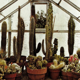 Pestil Books for vitruta Cactus and Succulents