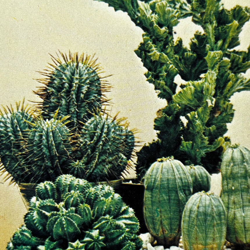 Pestil Books for vitruta Cactus and Succulents