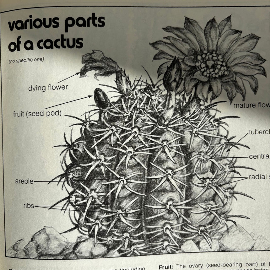 Pestil Books for vitruta Cactus and Succulents