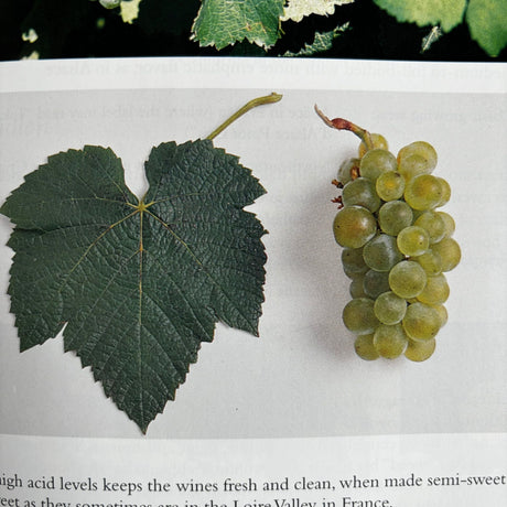 Pestil Books for Vitruta - Exploring Wine - vitruta