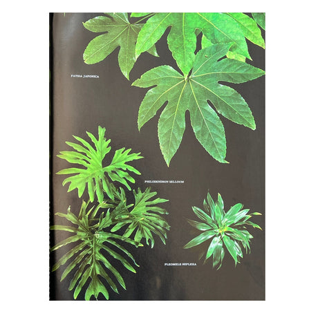Pestil Books for Vitruta - Foliage House Plants - vitruta