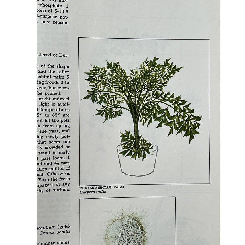 Pestil Books for Vitruta - Foliage House Plants - vitruta