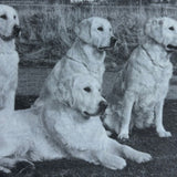 Pestil Books for vitruta Golden Retrievers: An Owner's Companian 