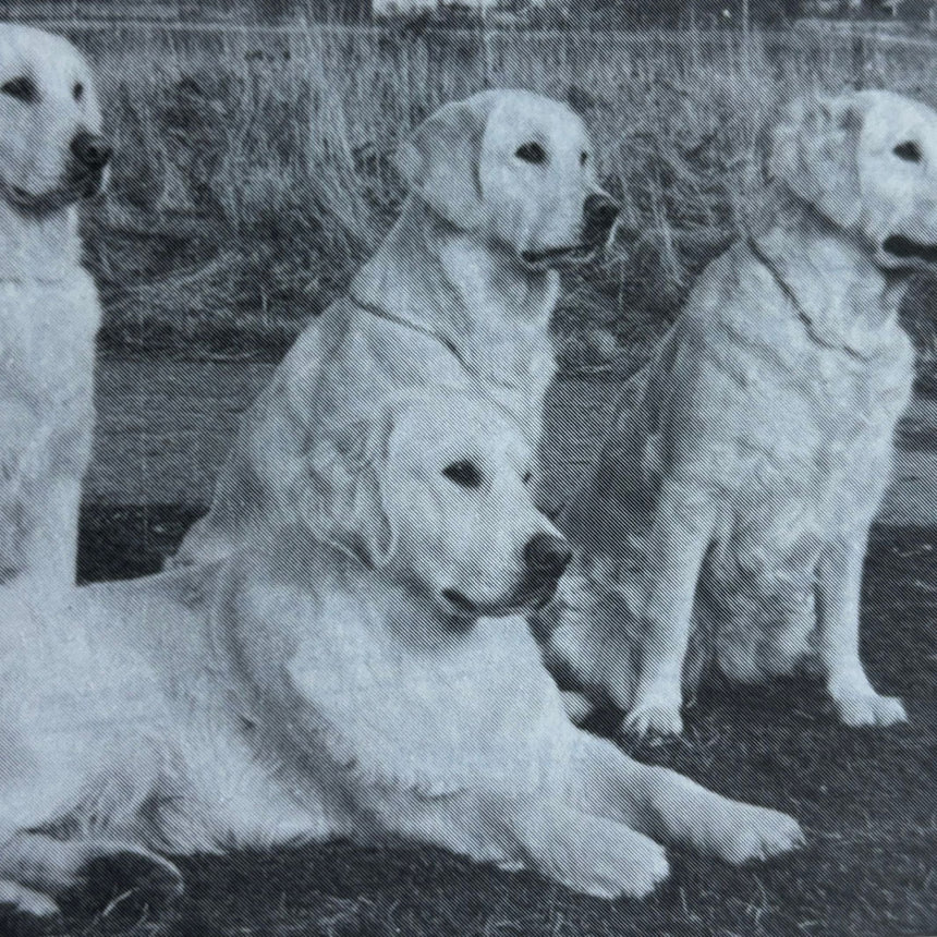 Pestil Books for vitruta Golden Retrievers: An Owner's Companian 