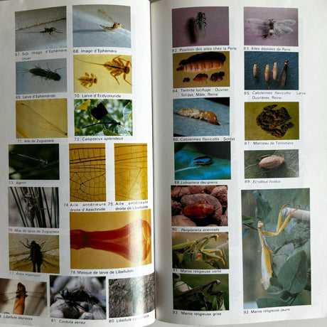 Pestil Books for Vitruta - Les insectes - vitruta