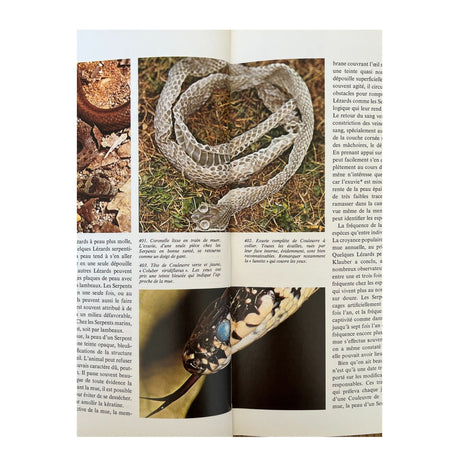Pestil Books for vitruta Les Reptiles 