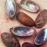 Pestil Books for vitruta Shells: Jewels from the Sea 