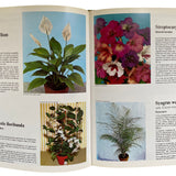 Pestil Books for Vitruta - Les Plantes D'Appartement - Vitruta