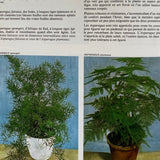 Pestil Books for Vitruta - Les Plantes D'Appartement - Vitruta
